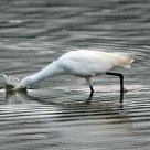 Little Egret